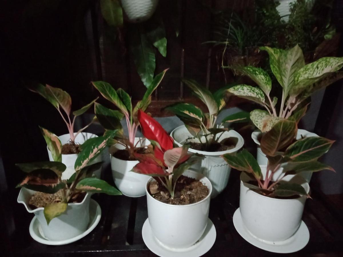 Dalinda'S Homestay Puerto Princesa Esterno foto